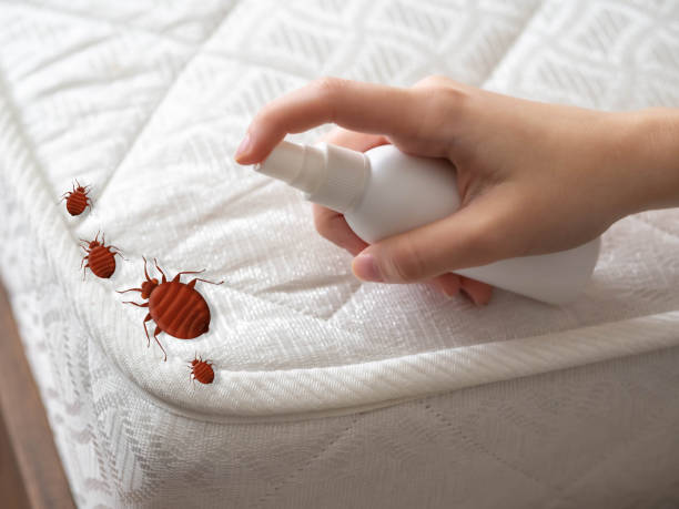 Best Flea Control Services  in Kingsland, TX