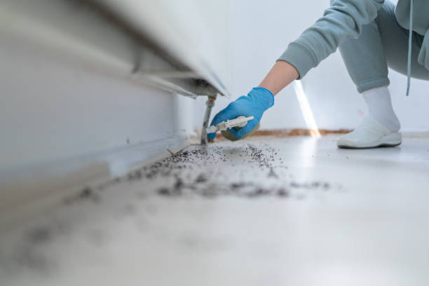 Best Flea Control Services  in Kingsland, TX